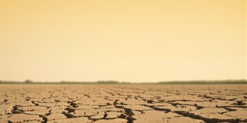 Campo de soja afectado por sequía con suelo agrietado, contexto del desarrollo del INTA para variedades tolerantes.