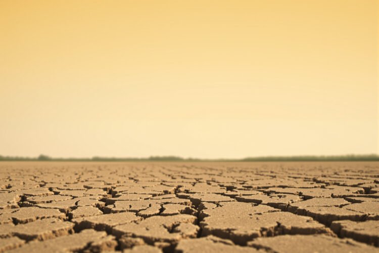 Campo de soja afectado por sequía con suelo agrietado, contexto del desarrollo del INTA para variedades tolerantes.