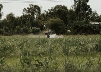 Agricultor aplicando pesticidas en campo cultivado, escena representativa de la exposición a agroquímicos.
