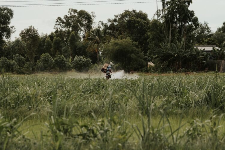 Agricultor aplicando pesticidas en campo cultivado, escena representativa de la exposición a agroquímicos.