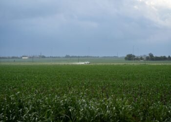Campo de maíz en Argentina, materia prima clave para la producción de bioetanol bajo la nueva ley de biocombustibles.