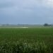 Campo de soja en Argentina, materia prima del biodiésel que regula la nueva ley de biocombustibles.