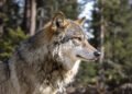 Lobo gris en paisaje boscoso del oeste de Estados Unidos.
