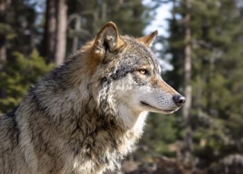 Lobo gris en paisaje boscoso del oeste de Estados Unidos.