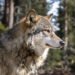 Lobo gris en paisaje boscoso del oeste de Estados Unidos.