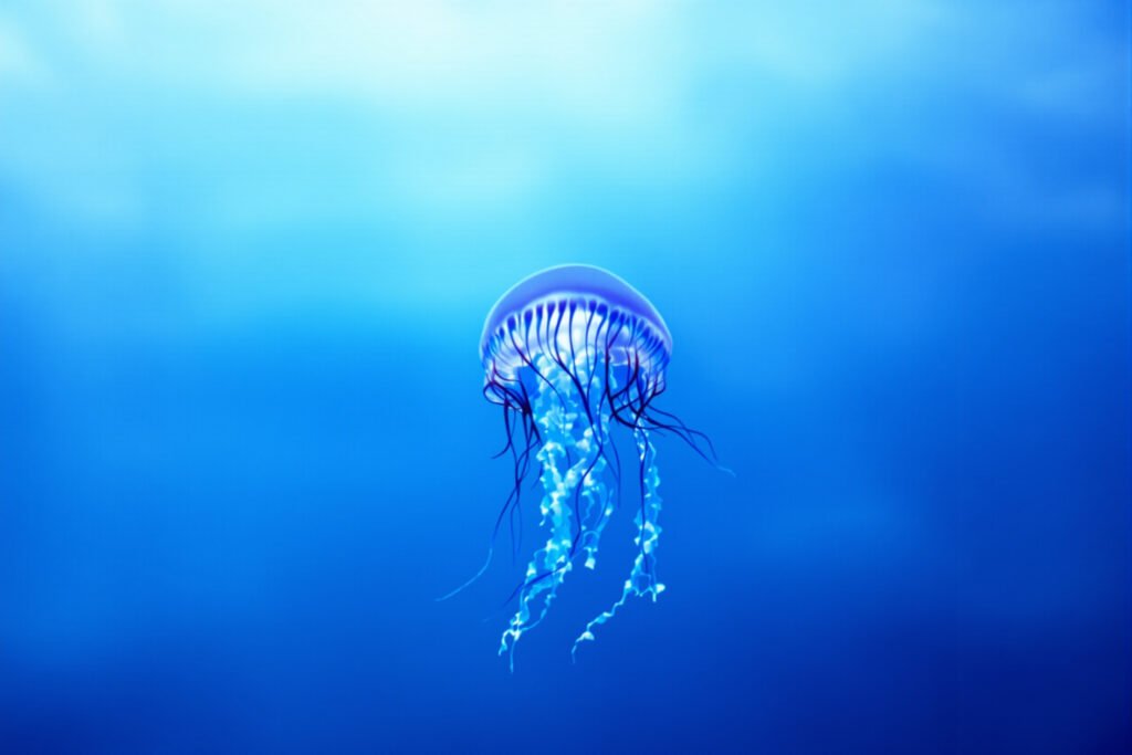 Medusa gigante flotando en aguas profundas con tentáculos extendidos, especie melena de león.