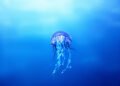 Medusa gigante flotando en aguas profundas con tentáculos extendidos, especie melena de león.