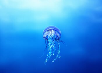 Medusa gigante flotando en aguas profundas con tentáculos extendidos, especie melena de león.