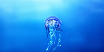 Medusa gigante flotando en aguas profundas con tentáculos extendidos, especie melena de león.