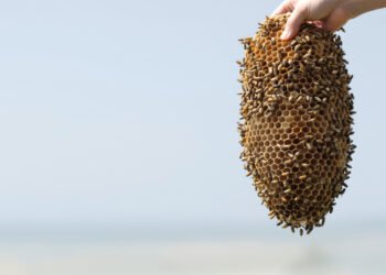 Panal de abejas nativas sin aguijón en el bosque seco del sur de Ecuador