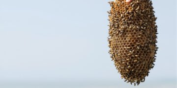 Panal de abejas nativas sin aguijón en el bosque seco del sur de Ecuador