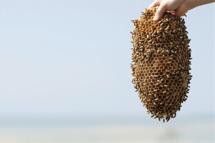 Panal de abejas nativas sin aguijón en el bosque seco del sur de Ecuador