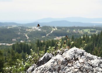 Mariposas reunidas en la cumbre de un bosque de montaña durante el fenómeno de hilltopping en el Monte Mabu, Mozambique.