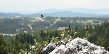 Mariposas reunidas en la cumbre de un bosque de montaña durante el fenómeno de hilltopping en el Monte Mabu, Mozambique.