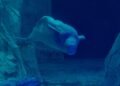 Beluga nadando en acuario, similar a Jelly Bean en el Oceanogràfic de Valencia.