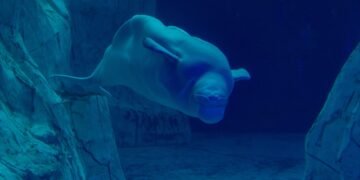 Beluga nadando en acuario, similar a Jelly Bean en el Oceanogràfic de Valencia.