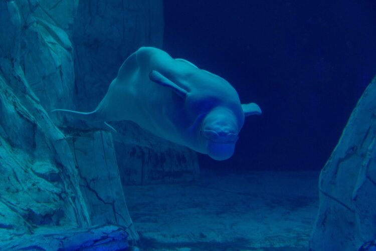 Beluga nadando en acuario, similar a Jelly Bean en el Oceanogràfic de Valencia.