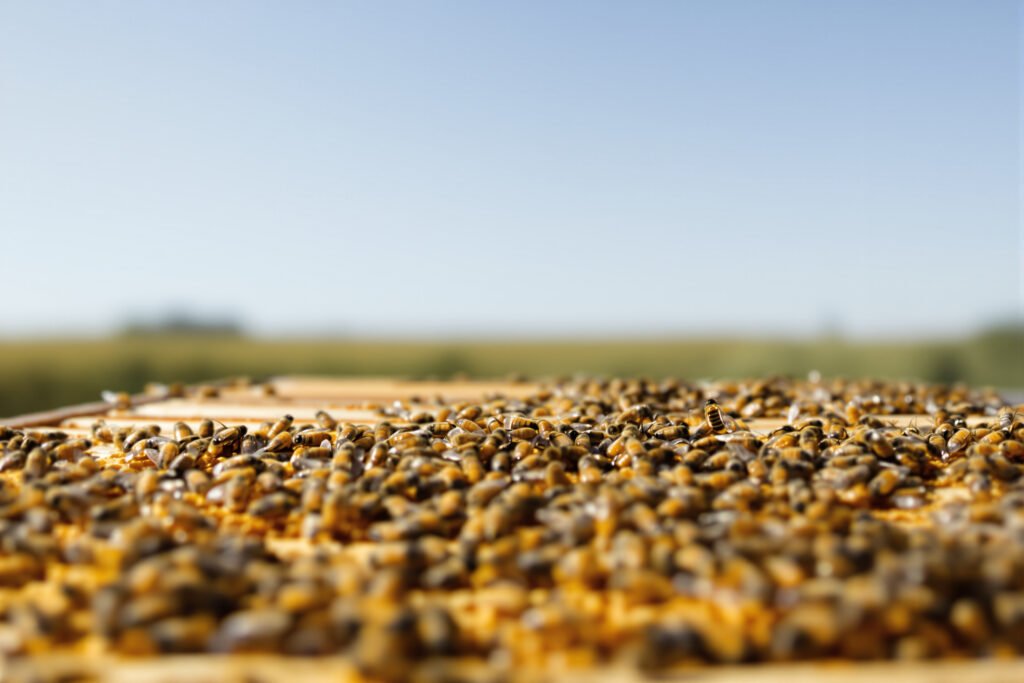 Colmena de abejas melíferas en primer plano, representando la apicultura del Alto Valle de Río Negro.