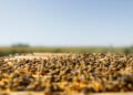 Colmena de abejas melíferas en primer plano, representando la apicultura del Alto Valle de Río Negro.