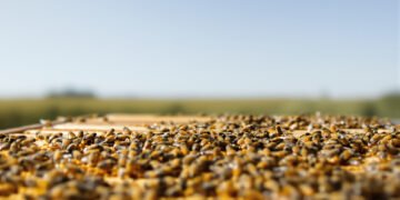 Colmena de abejas melíferas en primer plano, representando la apicultura del Alto Valle de Río Negro.