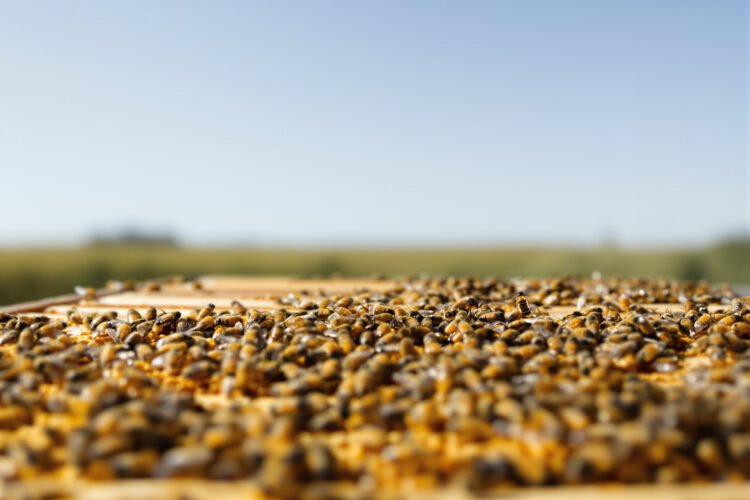Colmena de abejas melíferas en primer plano, representando la apicultura del Alto Valle de Río Negro.