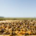 Colmena de abejas melíferas en primer plano, representando la apicultura del Alto Valle de Río Negro.