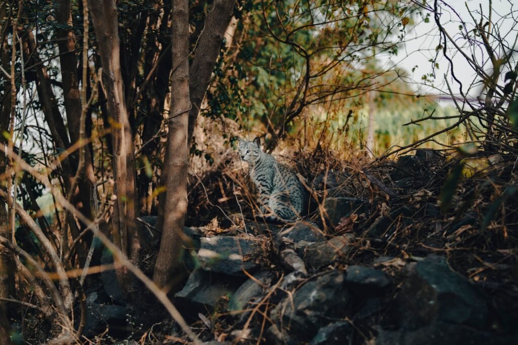 Pequeño felino silvestre en bosque de montaña, hábitat típico de los Yungas de Bolivia donde vive el Leopardus tilcayo.