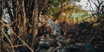 Pequeño felino silvestre en bosque de montaña, hábitat típico de los Yungas de Bolivia donde vive el Leopardus tilcayo.