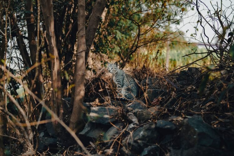 Pequeño felino silvestre en bosque de montaña, hábitat típico de los Yungas de Bolivia donde vive el Leopardus tilcayo.