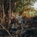 Pequeño felino silvestre en bosque de montaña, hábitat típico de los Yungas de Bolivia donde vive el Leopardus tilcayo.