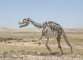 Esqueleto fósil de marsupial prehistórico expuesto en museo de paleontología.