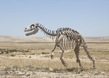 Esqueleto fósil de marsupial prehistórico expuesto en museo de paleontología.