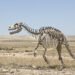 Esqueleto fósil de marsupial prehistórico expuesto en museo de paleontología.