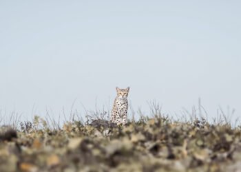 Pequeño felino salvaje moteado en bosque nuboso, representativo de las especies de gatos tigre neotropicales.
