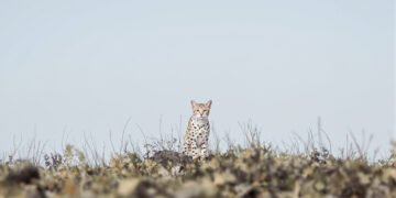 Pequeño felino salvaje moteado en bosque nuboso, representativo de las especies de gatos tigre neotropicales.