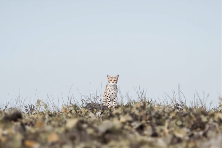 Pequeño felino salvaje moteado en bosque nuboso, representativo de las especies de gatos tigre neotropicales.