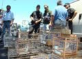 Rescate de 45 aves silvestres en San Juan expone tráfico ilegal y extracción de bosque nativo