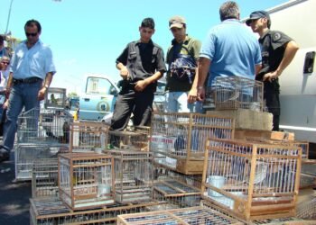 Rescate de 45 aves silvestres en San Juan expone tráfico ilegal y extracción de bosque nativo