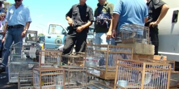 Rescate de 45 aves silvestres en San Juan expone tráfico ilegal y extracción de bosque nativo