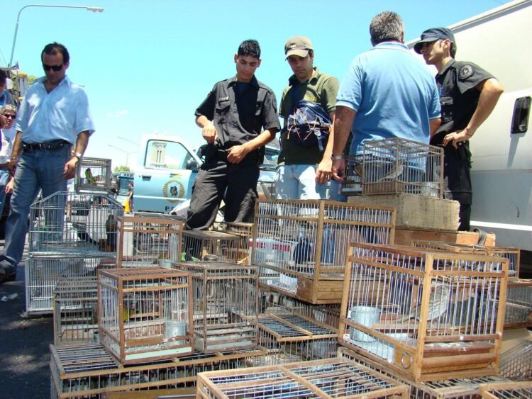 Rescate de 45 aves silvestres en San Juan expone tráfico ilegal y extracción de bosque nativo