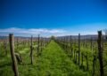 Viñedos de la región de Champagne en Francia bajo el sol intenso del verano.