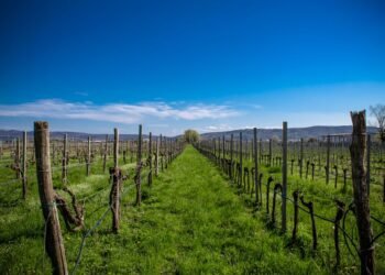 Viñedos de la región de Champagne en Francia bajo el sol intenso del verano.