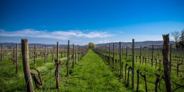 Viñedos de la región de Champagne en Francia bajo el sol intenso del verano.
