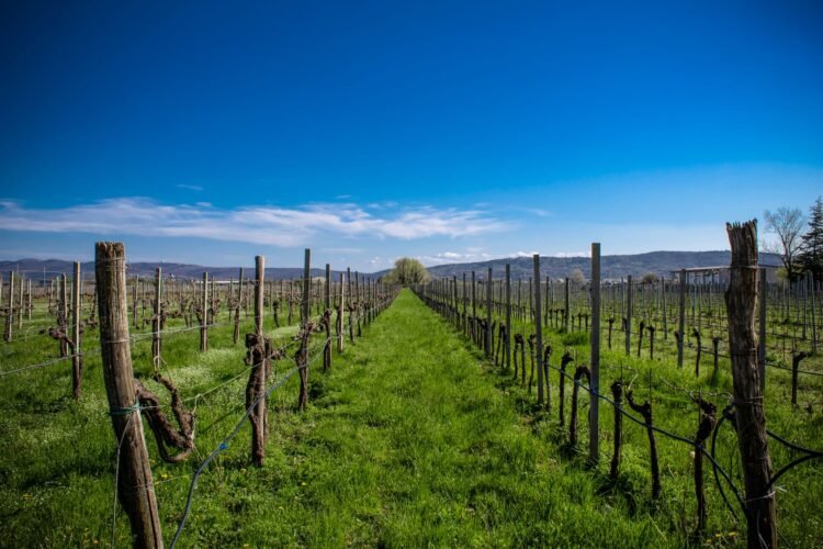 Viñedos de la región de Champagne en Francia bajo el sol intenso del verano.