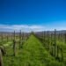 Viñedos de la región de Champagne en Francia bajo el sol intenso del verano.