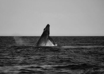 Ballena jorobada emergiendo en aguas del Pacífico, representando a la población de Hawái afectada por olas de calor marinas.