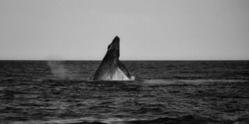 Ballena jorobada emergiendo en aguas del Pacífico, representando a la población de Hawái afectada por olas de calor marinas.