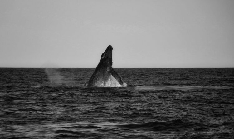 Ballena jorobada emergiendo en aguas del Pacífico, representando a la población de Hawái afectada por olas de calor marinas.