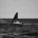 Ballena jorobada emergiendo en aguas del Pacífico, representando a la población de Hawái afectada por olas de calor marinas.