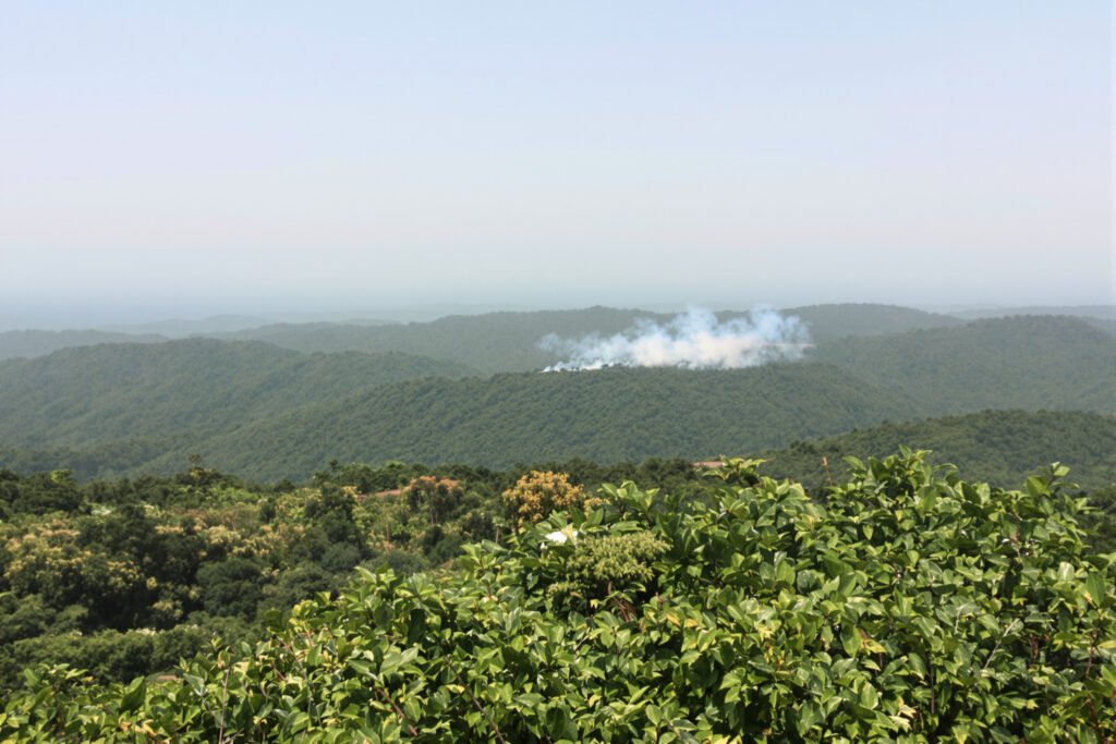 Orangután en el suelo de la selva de Borneo rodeado de humo por incendios agrícolas.